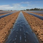 Sumner Park, Queensland, Australia Solar Shrink™ is a plastic mulch film 